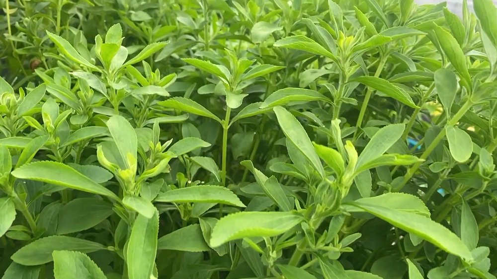 さらなる発展の可能性を探る