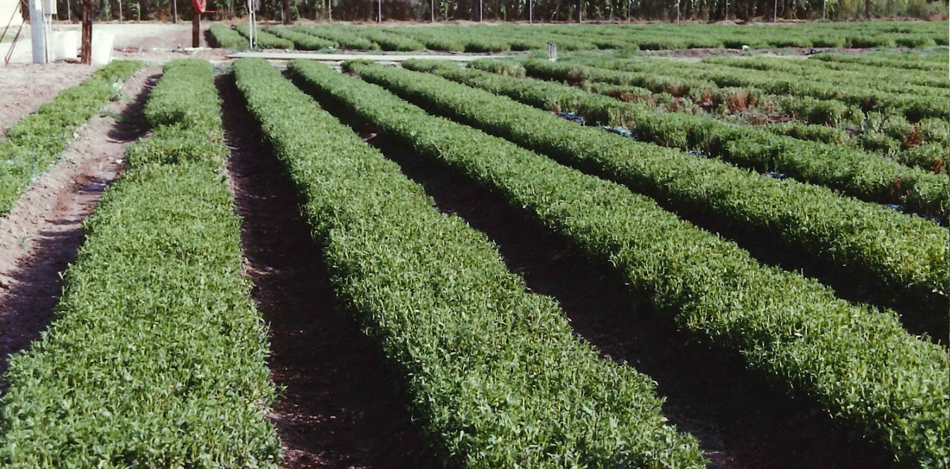 天然ステビア甘味料を日本で初めて商品化