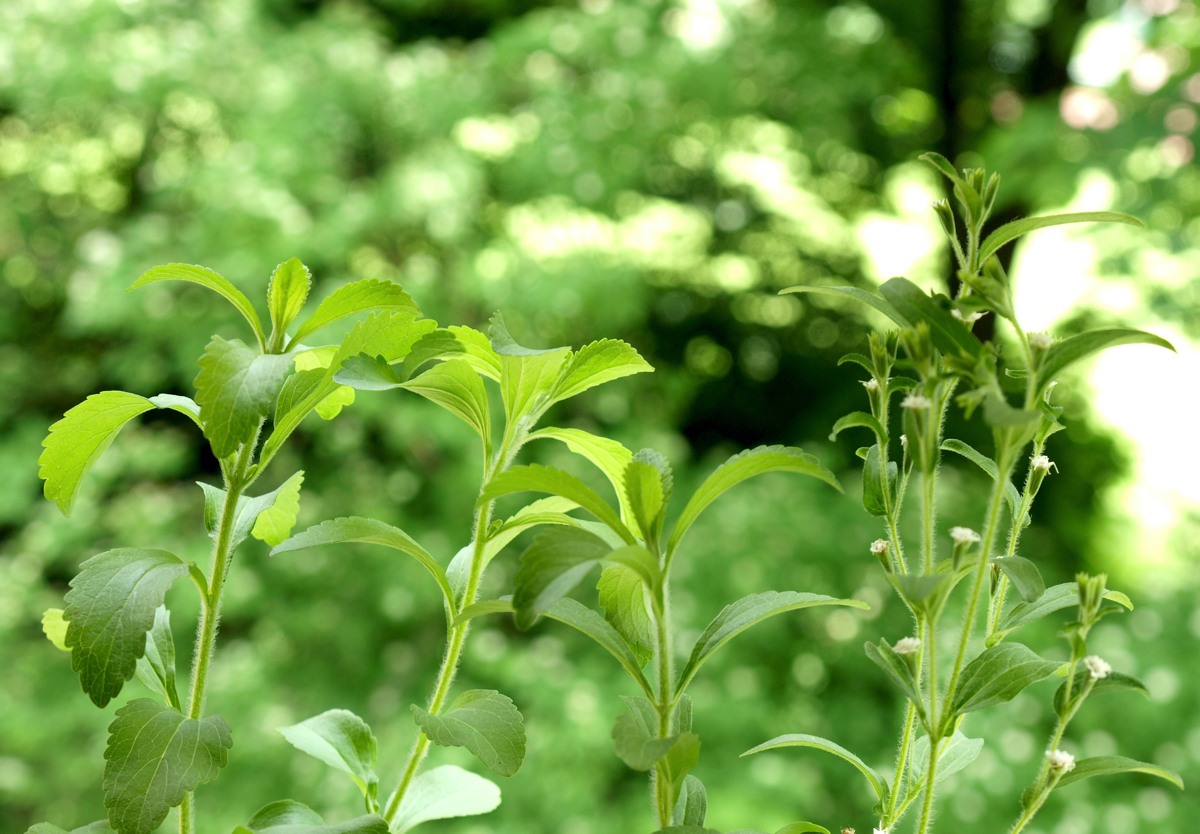 Stevia Plant